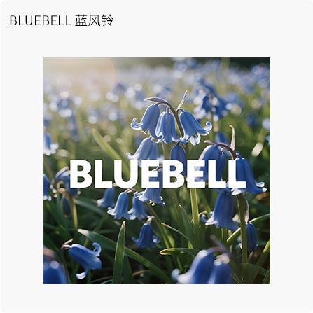BLUEBELL蓝风铃
